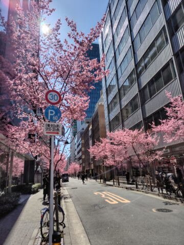 角を曲がるとそこは春でした🌸【新日本橋】 画像