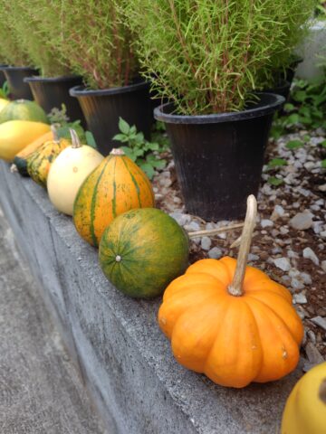 そういえば、ハロウィンも近いんですね🎃【代官山】 画像